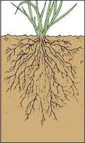 fibrous root picture, Fibrous plant, Fibrous root lesson, example of fibrous root