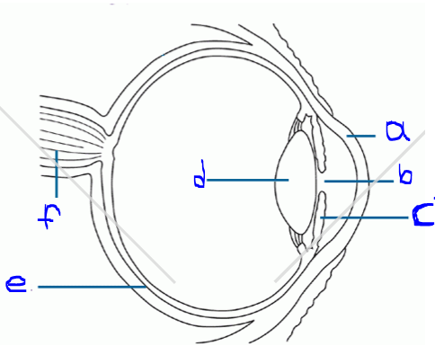 Label the human eye