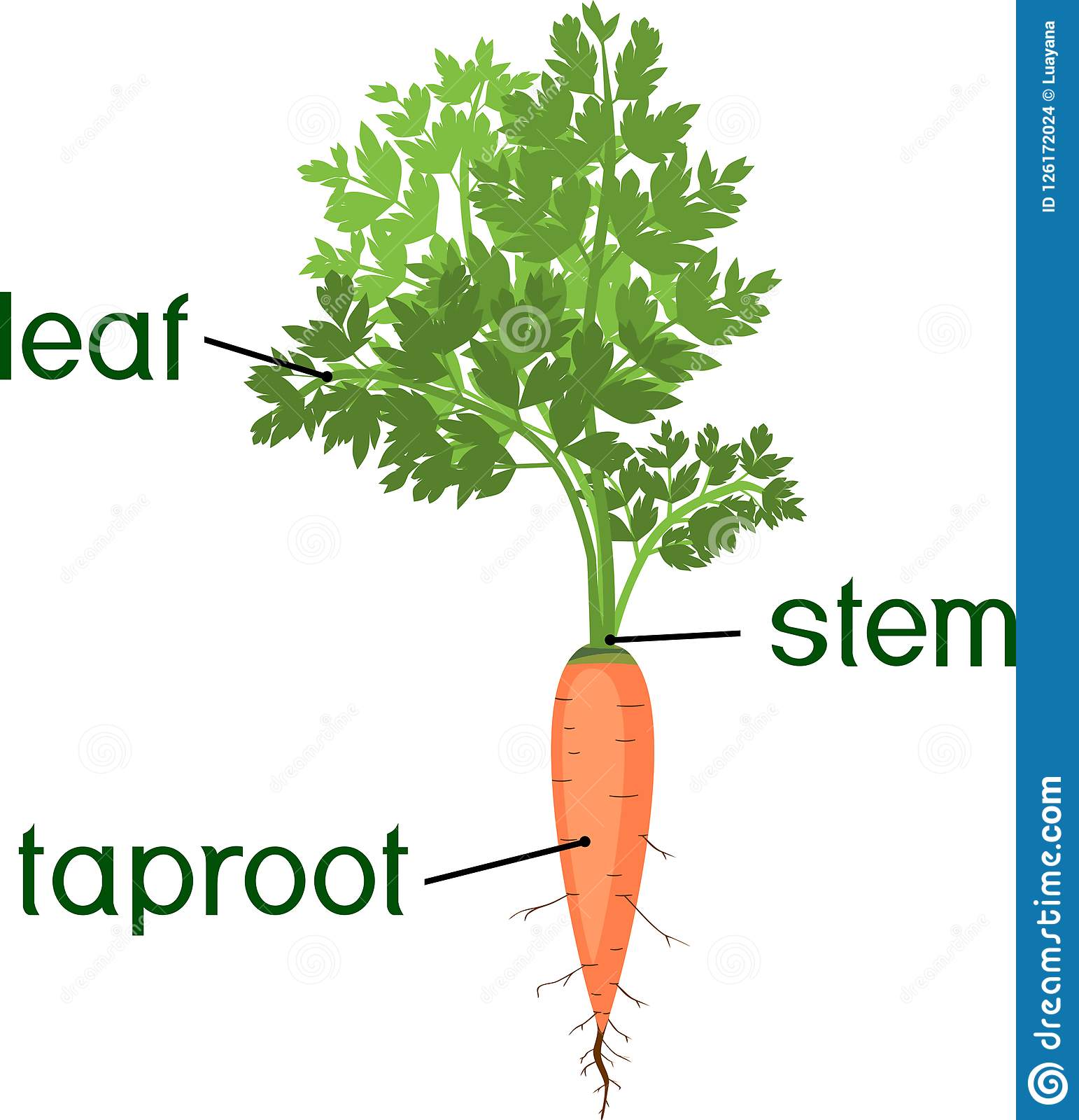 taproot plant, example of taproot plant, carrot taproot plant